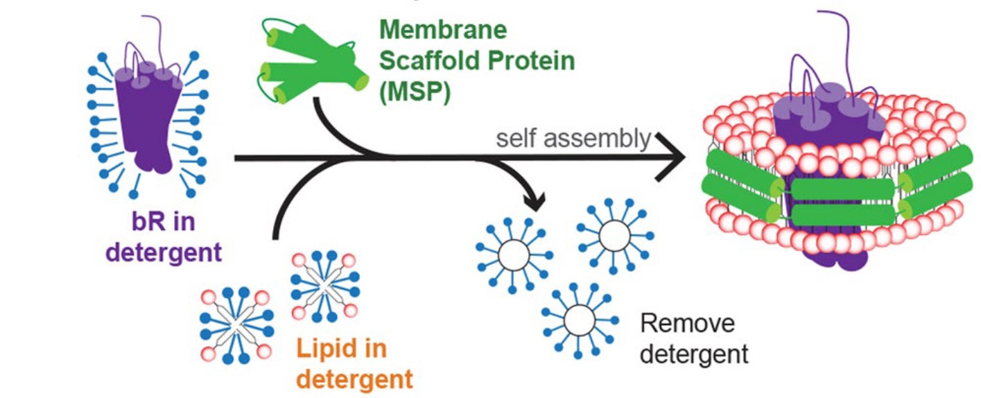 Self-assembly process of nanodiscs.